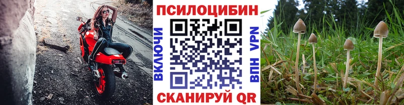 Купить где  Хасавюрт  Галлюциногенные грибы Psilocybe 